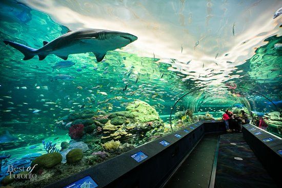 Acuario Ripley's de Canadá
